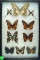 Group of 10 butterflies including White Dragontail and Swallowtails