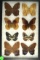 Group of 8 assorted butterflies including a Cloud Forest found in South America