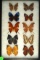 Group of 10 butterflies from Ecuador including Leaf Wing & Purple Wing varieties