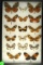 Group of 17 butterflies including Common Tigers and Brush Footed, all found in Ecuador in 2002