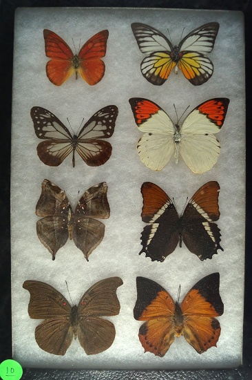 Group of 8 assorted butterflies