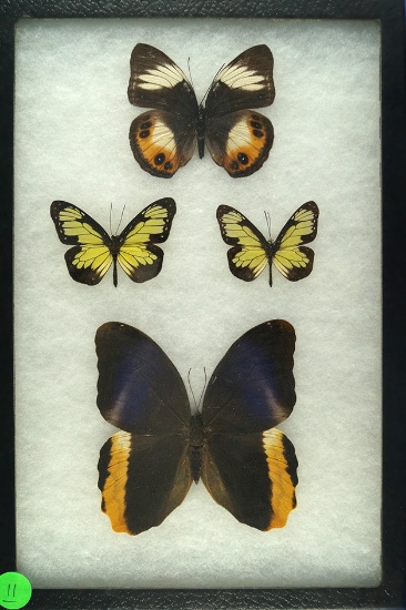 Frame of 4 butterflies including 2 Milkweed