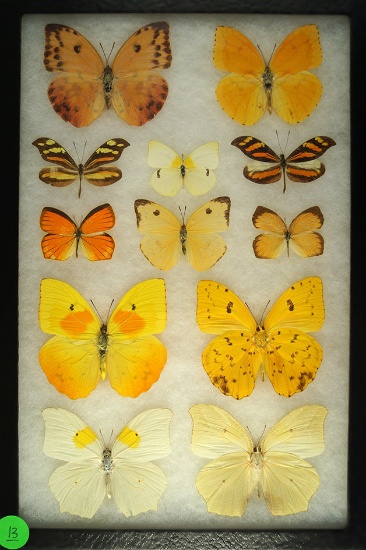 Group of 12 butterflies including Tailed Sulphur, Grass Yellow, and White Sulphur