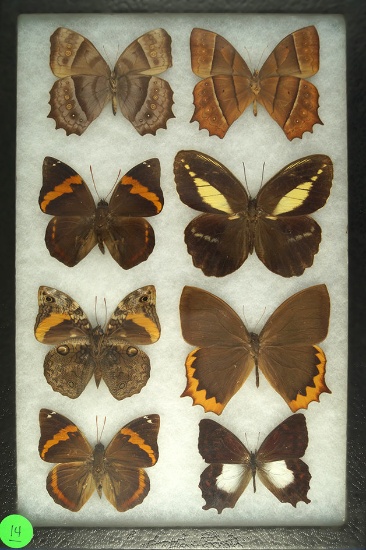 Group of 8 butterflies including some Split banded Owlets, all found in Peru in 1995