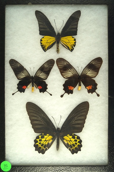Very nice frame of 4 Swallowtail butterflies including a pair of Birdwing, found in Malaysia
