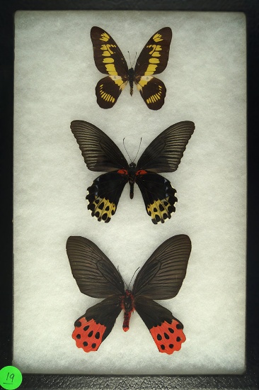 Three colorful Swallowtail butterflies