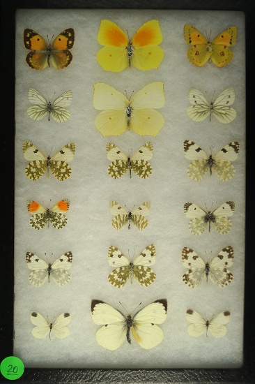 Group of 18 butterflies including Wood Whites, Green Striped Whites, and Orange Tips, Spain