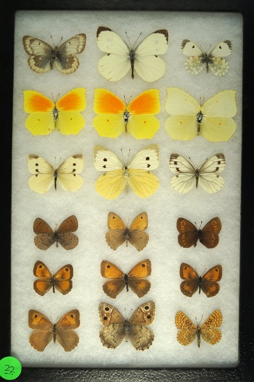 Group of 18 butterflies including Spanish Gatekeeper, Brimstone, and Hedge Brown