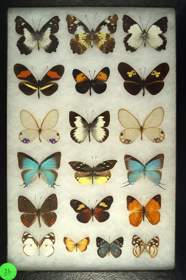 Group of 19 assorted butterflies including Longwing and Silky Wanderers