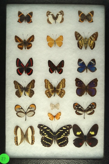 Large assorted group of 19 butterflies including Brush Footed, Clearwing, all found in Ecuador