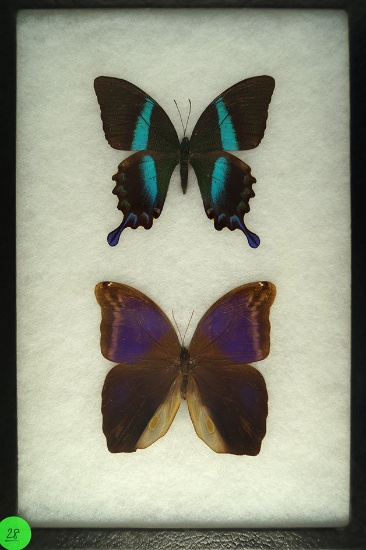 Frame with a Swallowtail and an Owl butterfly