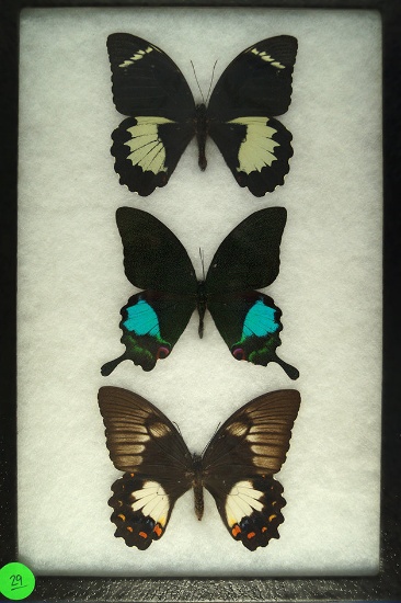 Three Swallowtail butterflies