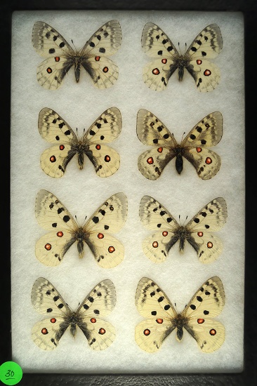 Group of 8 Apollo butterflies found in Espana