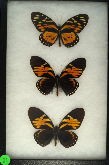 Set of three beautiful Swallowtail butterflies found in Peru