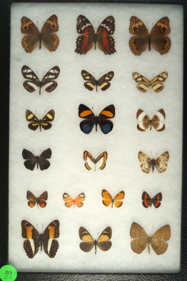 Group of 19 butterflies including Common Crescents, Eighty-eight wings, and Emylus Gem