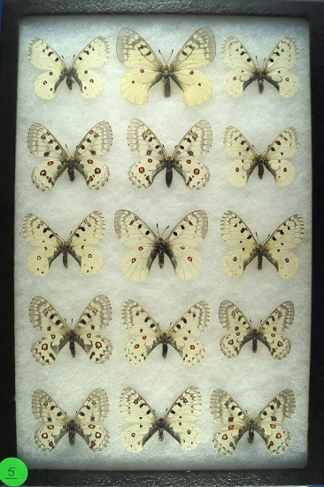 Group of 15 Apollo butterflies, most found in Colorado in 1996