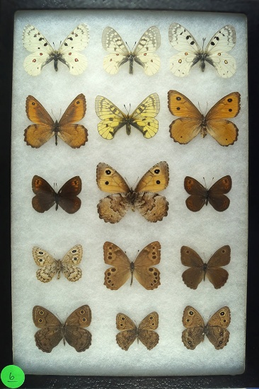 Group of 15 butterflies including Apollo, Wood Nymphs, and Northern Pearly Eye