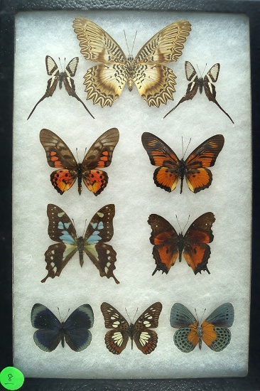 Group of 10 butterflies including White Dragontail and Swallowtails