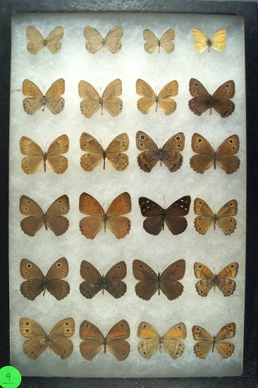Group of 24 butterflies including Least Satyr, Dingy Purplewing,  & Scrubwood Nymph