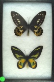 Pair of Swallowtail butterflies found in Indonesia in 1993
