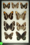 Nice group of 9 Brushfooted butterflies