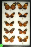 Group of 10 similar butterflies including Isabella's Longwing & Common Tiger, found in Ecuador