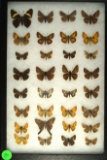 Group of 32 butterflies including Skippers and Dusty Wings found in Southwestern US