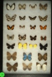 Frame of 26 assorted butterflies including some small Grass butterflies found in Ecuador in 2002