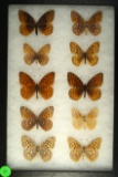 Group of 10 Fritillaria butterflies found in Western US