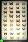 Group of 36 assorted small butterflies including Elfins, Blues, and Lustrous Copper, Western US