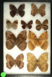Interesting group of 9 butterflies including an Ocellated Owlet, all found in Ecuador