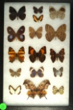 Group of 16 butterflies including a Leag Wing, and Neotropicals found in Ecuador in 1998