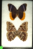 Frame of 2 butterflies, an Owls' Eyes and a Morpho