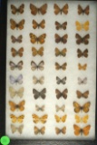 Group of 40 small butterflies including Checkerspots, Orange Crescent, Elfins and more!