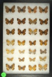 Group of 28 small butterflies including Checkers, Crescents, and Angelwings