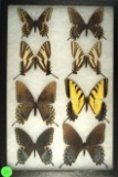 Interesting group of 8 Swallowtail butterflies found in Van Buren, Missouri in 2003