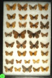 Group of 32 Checkerspot butterflies