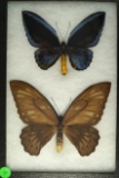 Pair of Swallowtail butterflies found in New Guinea in 1993