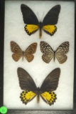 Four Swordtail butterflies including 2 Common Birdwings found in Malasia