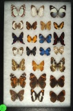 Group of 24 butterflies including Brush Footed and Metalmark found in Ecuador in 1998