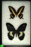 Two large Swallowtail butterflies