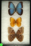 Pair of Morpho butterflies found in El Salvador, and a Jungle Queen found in China
