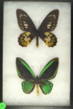 Two Swallowtail buttereflies found in Indonesia