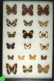 Group of 19 butterflies including Common Crescents, Eighty-eight wings, and Emylus Gem