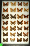 Group of 28 small butterflies found in Western US including many Border Patch & Checker Spot