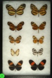 Group of 10 butterflies including Common Tiger and Isabella's Longwing found in Trinidad in 2000