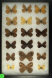 Group of 18 butterflies including a White Veined Arctic, and Common Alpine found in Colorado