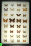 Group of 32 assorted butterflies including Hairstreak and Blues, found in Southwest US