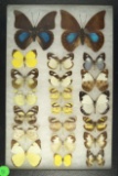 Group of 21 butterflies including Grass Yellow and Shaded Blue Leafwing found in 2004 in Ecuador