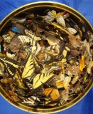 Large tin of assorted butterflies that need or can be used for repairs.